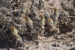 Grusonia grahamii
