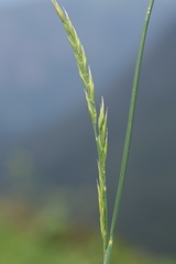 Festuca laevigata