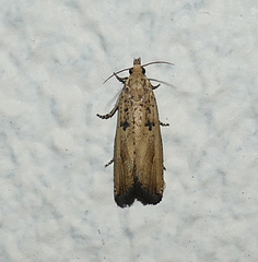 Bactra priapeia