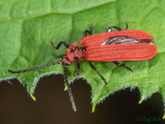 Lopheros rubens