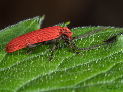 Lopheros rubens