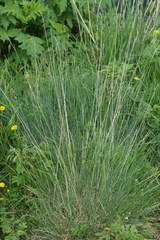 Festuca laevigata