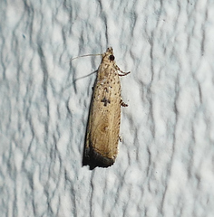 Bactra priapeia