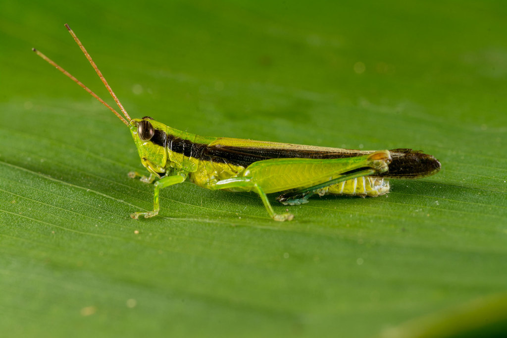 Cornops frenatum