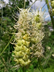 Dasineura phyteumatis