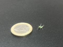 Anacridium aegyptium