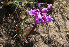 Ledebouria sandersonii