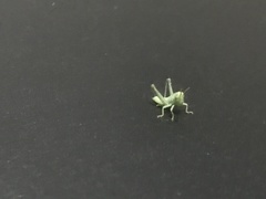 Anacridium aegyptium