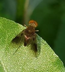 Chrysopilus quadratus