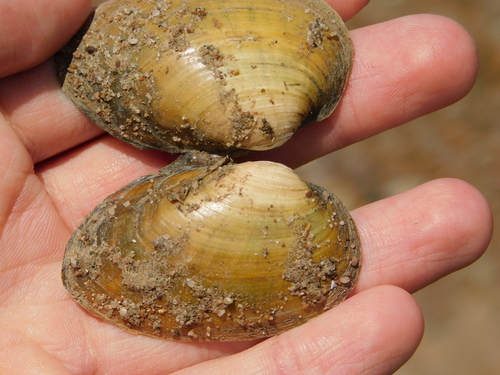 Thick-shelled Mussel