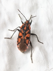 Spilostethus saxatilis