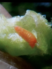 Dasineura phyteumatis