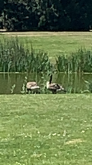 Branta canadensis