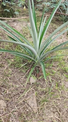 Ananas comosus