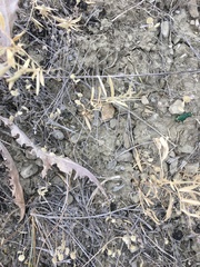 Cicindela decemnotata