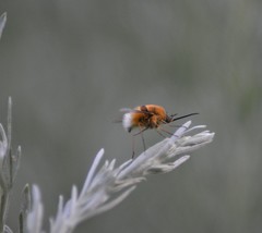 Bombylius posticus