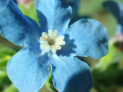 Hackelia velutina