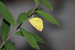 Opisthograptis luteolata