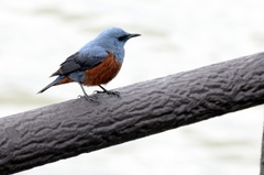 Monticola solitarius