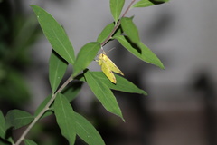 Opisthograptis luteolata
