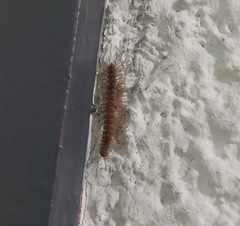 Polydesmidae
