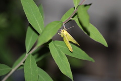 Opisthograptis luteolata