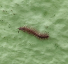 Polydesmidae