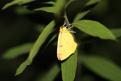 Opisthograptis luteolata