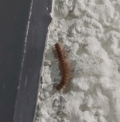 Polydesmidae