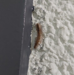 Polydesmidae