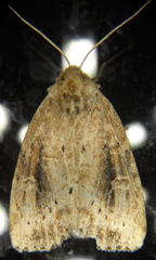Photedes panatela