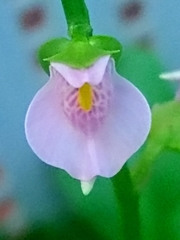 Utricularia calycifida