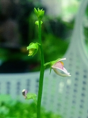 Utricularia calycifida