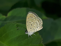 Zizula hylax pygmaea