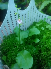 Utricularia calycifida