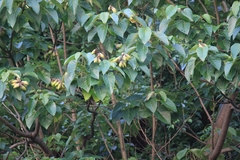 Vernicia fordii
