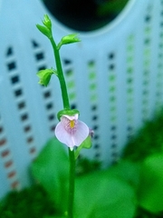 Utricularia calycifida
