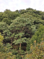 Vernicia fordii