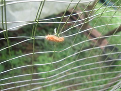 Zygaenoidea