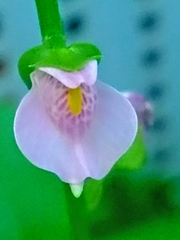 Utricularia calycifida