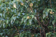Vernicia fordii