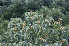 Vernicia fordii