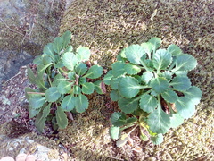 Saxifraga spathularis