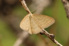 Idaea pallidata