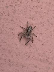 Platycryptus