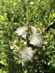 Myrtus