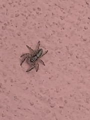 Platycryptus