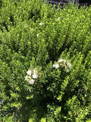 Myrtus