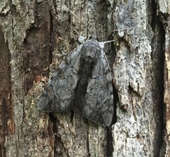 Catocala insolabilis