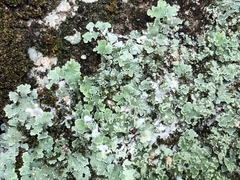 Physcia atrostriata